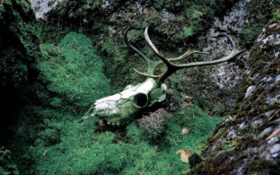 Kairalan rituaalimurhat